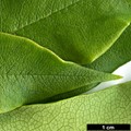 SpeciesSub: var. adaphniphylloides